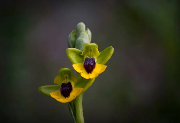 A closeup shot of a blooming yellow-bee orchid