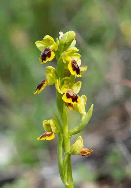 A vertical closeup shot of a blooming wild yellow-bee orchid