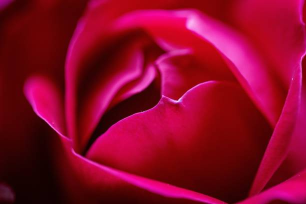 istock pink rose petal closeup 1466299102