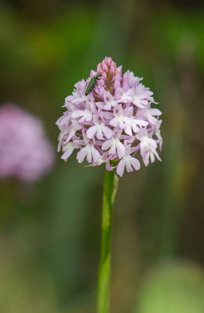 istock Vertical closeup shot of a blooming wild pyramidal orchid 1466299404