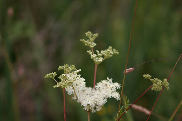 malerische ansicht einer wild angelica-blume auf verschwommenem hintergrund - angelica sylvestris stock-fotos und bilder