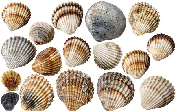 Collection of Conch Shells, isolated on white or background, photography.
