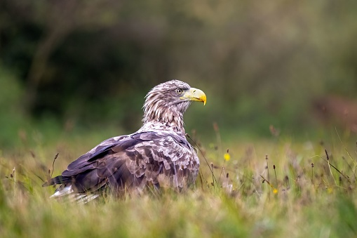 A selective focus of a white-tailed eagle standing in a green field