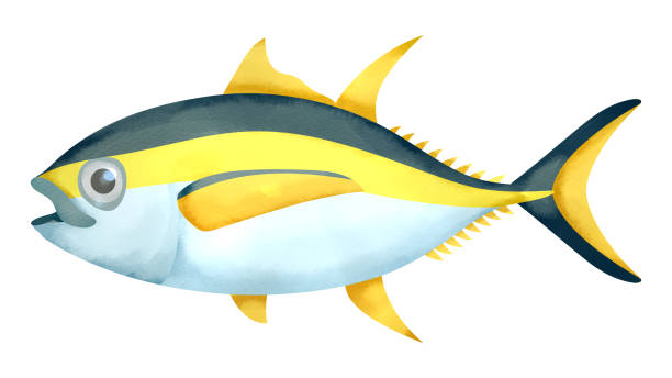 tuńczyk żółtopłetwy - yellowfin tuna obrazy stock illustrations