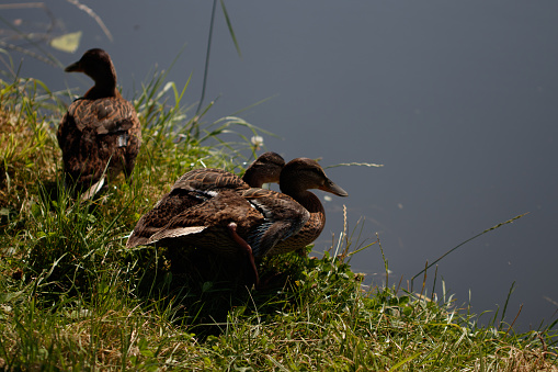 The colorful ducks swimming in the lake