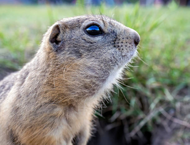 istock Profile portrait of gopher on the grassy field. Close- 1466302219
