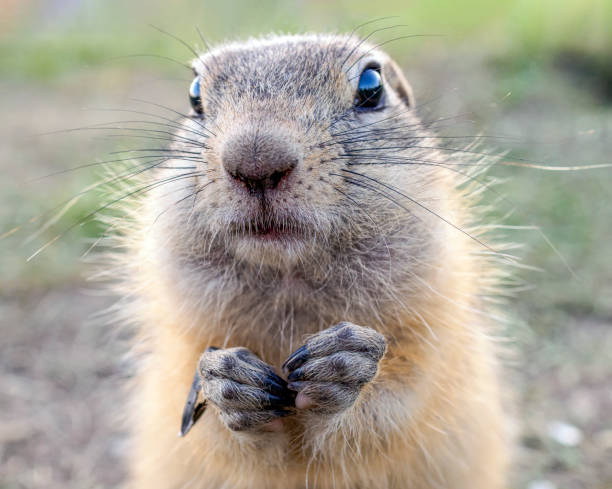 istock Gopher is looking at the camera on the grassy meadow. Close-up 1466302225