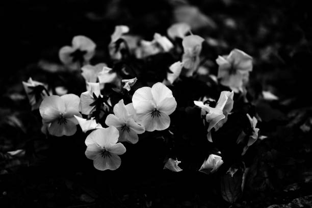 istock Grayscale shot of white flowers 1466303795