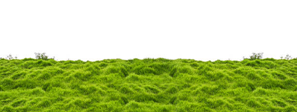 istock Isolated green grass on a white background 1466303844
