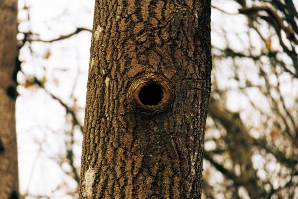 A closeup of a hole in a tree trunk in a forest