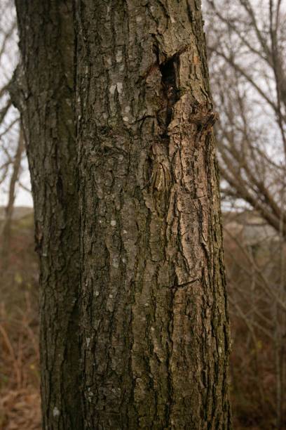 istock Vertical shot of a dry tree in a forest in a daylight 1466303893