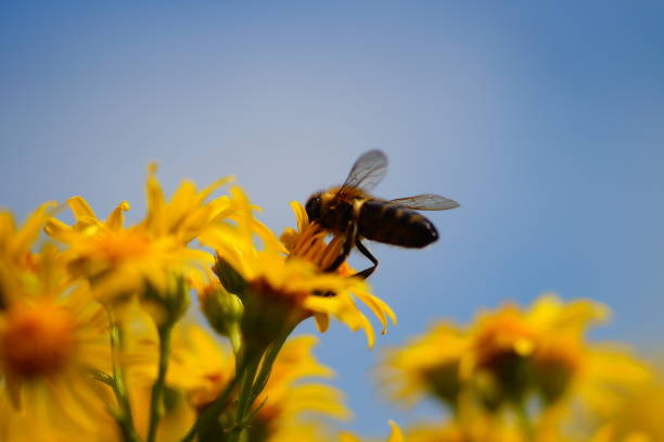 istock Honey bee on a ragwort flower 1466304349