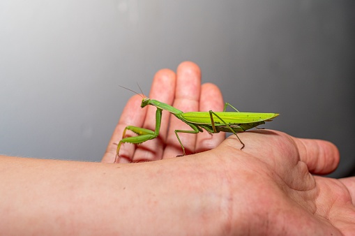 A close-up of a katydid on a human hand gives a reference for size.
