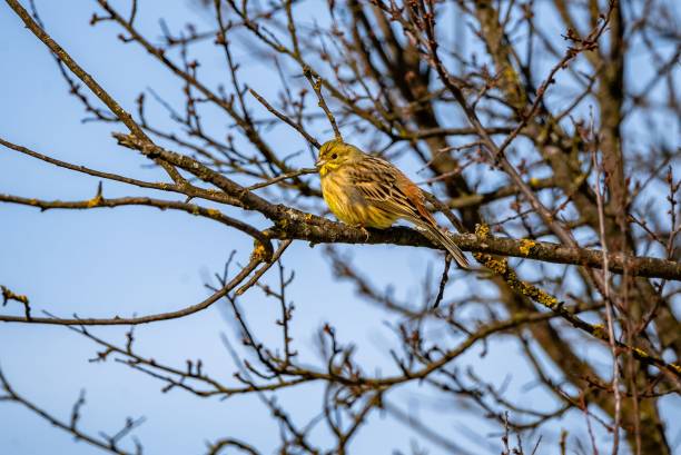 istock Selective focus of a yellowhammer perched on tree branch, clear sky blurred background 1466304620