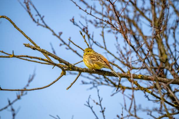 istock Selective focus of a yellowhammer perched on tree branch, clear sky blurred background 1466304642
