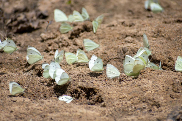 The beautiful white dotted Cabbage butterflies or Pieris Rapae on soil