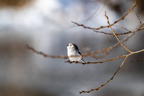 istock Selective focus of a long-tailed tit perched on tree branch, blurred background 1466304699