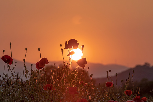 A low angle shot of the bright round sun setting behind the flowers in the field in South Korea