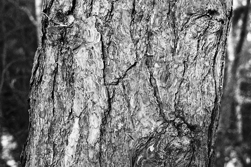 The tough bark of the Leadwood Tree (combretum imberbe) in Etosha National Park, Namibia