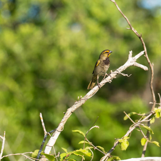 istock Closeup shot of a small bird perched on a tree branch 1466305204