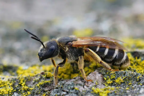 Closeup of a female of the orange legged furrow bee, Halictus rubicundus in Gard , France