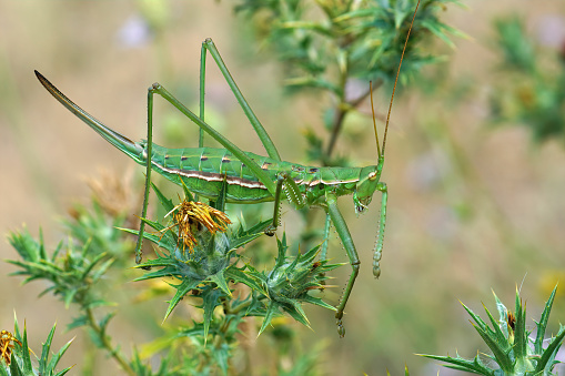 Lateral closeup on a partogentic female of the endangered, predatory and one of largest European bush cricket, Saga pedo sitting on a spiky plant