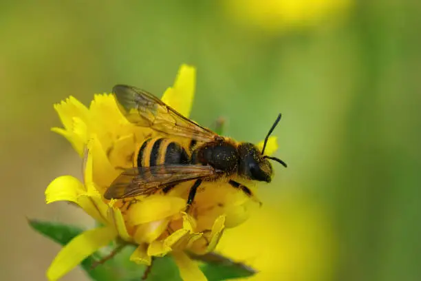 Photo of Closeup of a female of the great banded furrow bee, Halictus scabiosae