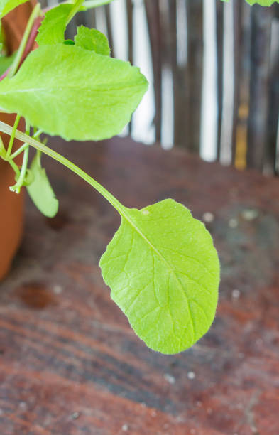 istock Vertical shot of seedlings on a pot 1466305294