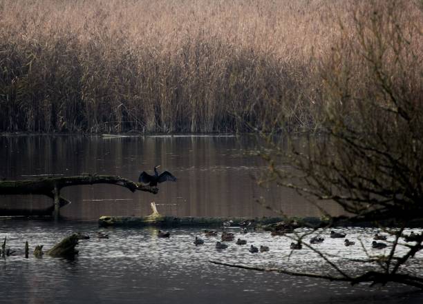 istock Ducks swimming in the Isar River within Isar National Park on a rainy day 1466305529