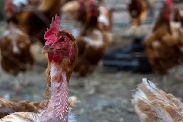 istock Closeup shot of a red chicken. 1466306287