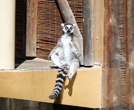 Madagascar lemur sits in a relaxed position and basks in the sun in the zoo close-up