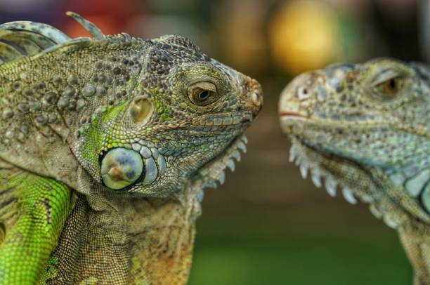 istock Closeup of two green lizards with the blurred background 1466306619