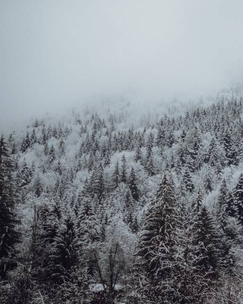 istock Aerial view of snow covered forest with dense trees 1466306839