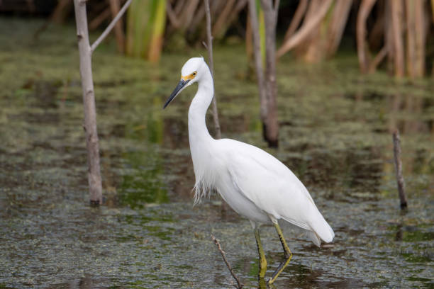 istock Close-up shot of a white great egret walking 1466307534