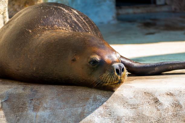 istock Sea lion resting on a rock under sunlight at the zoo 1466307618