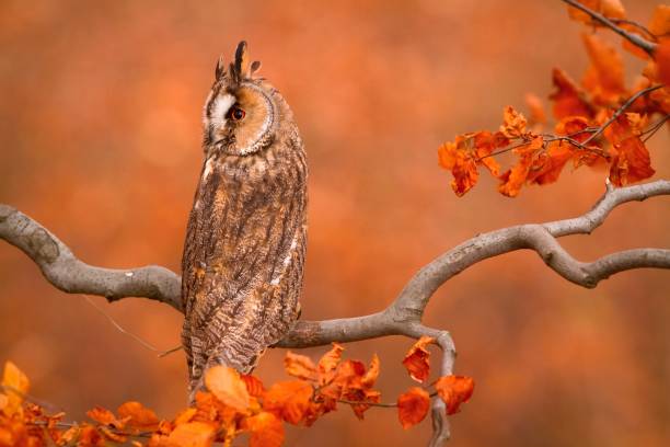 istock Closeup of a Long-eared owl perched on a tree branch in autumn 1466307771