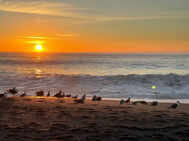 istock Seagulls resting on the beach at sunset. 1466307772