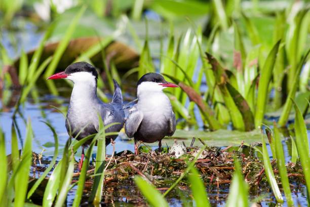 istock Closeup of Whiskered terns perched on the soil in a pond with a blurry background 1466307775