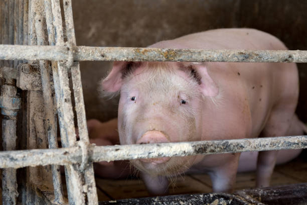 Pigs in sty ready for slaughter.