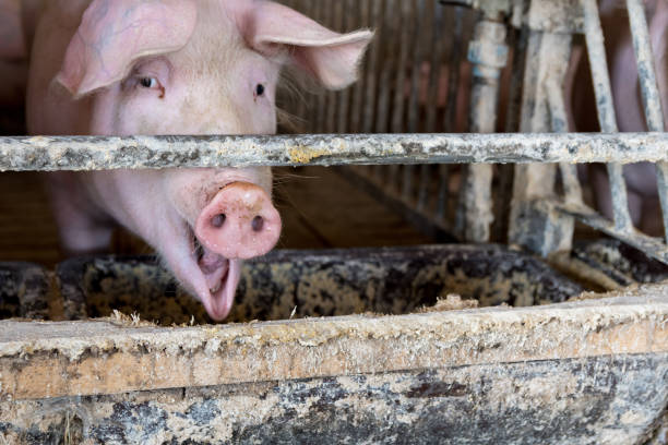 Pigs in sty ready for slaughter.
