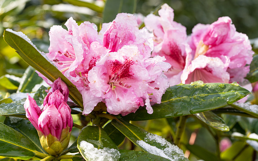 A closeup of rhododendrons covered in the frost in a garden under the sunlight