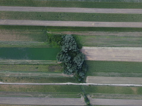 An aerial shot of harvesting fields with a group of trees in the middle of them