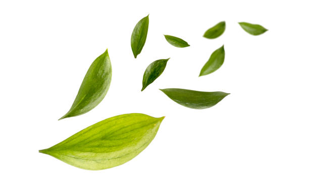 istock Green Floating Leaves isolated on white background 1466308260