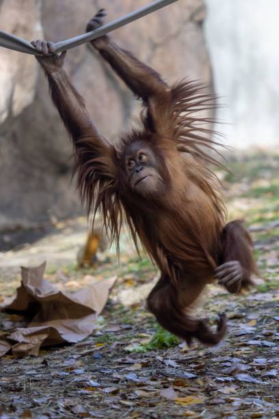 istock Vertical shot of a brown orangutan 1466308281