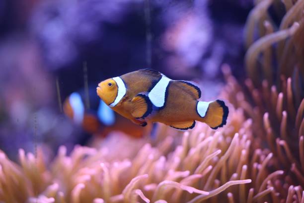istock Closeup shot of an Amphiprion ephippium 1466308287