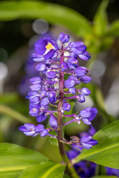 istock Vertical shot of a Dichorisandra fragrans 1466308290