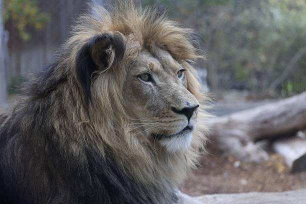 istock Closeup shot of a lion (Panthera leo) 1466308388