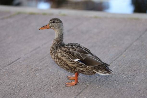 istock Closeup shot of a wild duck (Anas platyrhynchos) 1466308464