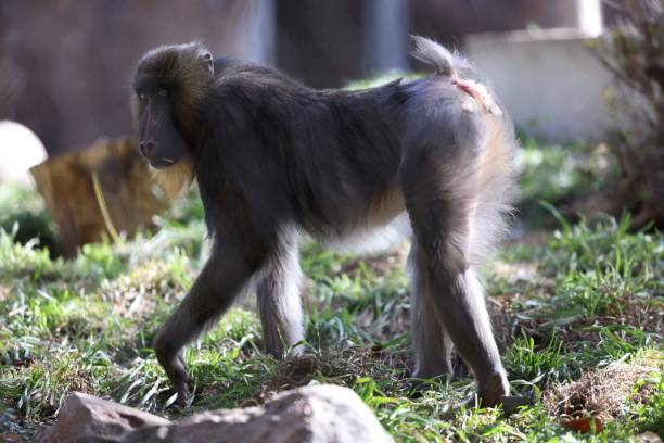 istock Closeup shot of a mandrill (Mandrillus sphinx) 1466308479