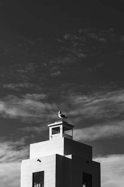 istock Vertical grayscale shot of a seagull sitting on a minimalistic building rooftop 1466308761